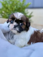 AKC Letti, a female Shih Tzu for sale in Beach City, OH – 4 of 10