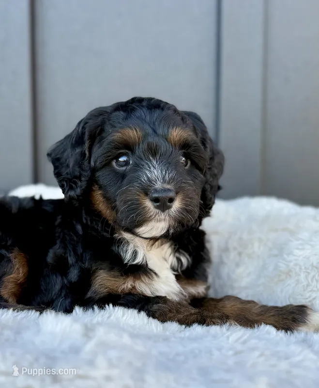 REO – Cavapoo puppy for sale in Beach City, OH