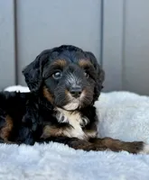 REO, a male Cavapoo for sale in Beach City, OH – 1 of 10