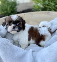 AKC Letti, a female Shih Tzu for sale in Beach City, OH – 9 of 10