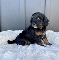 ROSCO, a male Cavapoo for sale in Beach City, OH – 7 of 10
