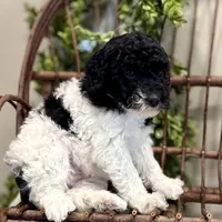 Onna, a female Miniature Goldendoodle for sale in Beach City, OH – Photo 3 of 10