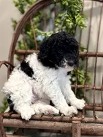 Onna, a female Miniature Goldendoodle for sale in Beach City, OH – Photo 3 of 10