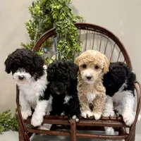 Onna, a female Miniature Goldendoodle for sale in Beach City, OH – Photo 8 of 10