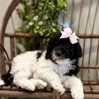 Onna, a female Miniature Goldendoodle for sale in Beach City, OH – Photo 4 of 10