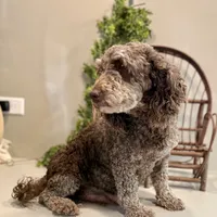 Onna, a female Miniature Goldendoodle for sale in Beach City, OH – Photo 10 of 10