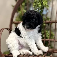 Onna, a female Miniature Goldendoodle for sale in Beach City, OH – Photo 5 of 10