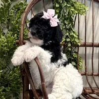 Onna, a female Miniature Goldendoodle for sale in Beach City, OH – Photo 1 of 10