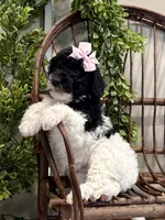 Onna, a female Miniature Goldendoodle for sale in Beach City, OH – Photo 1 of 10