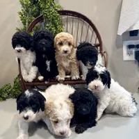 Onna, a female Miniature Goldendoodle for sale in Beach City, OH – Photo 7 of 10