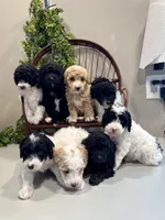 Onna, a female Miniature Goldendoodle for sale in Beach City, OH – Photo 7 of 10