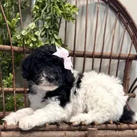 Onna, a female Miniature Goldendoodle for sale in Beach City, OH – Photo 2 of 10