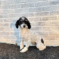 Onna, a female Miniature Goldendoodle for sale in Beach City, OH – Photo 9 of 10