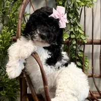 Onna, a female Miniature Goldendoodle for sale in Beach City, OH – Photo 6 of 10