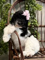 Onna, a female Miniature Goldendoodle for sale in Beach City, OH – Photo 6 of 10