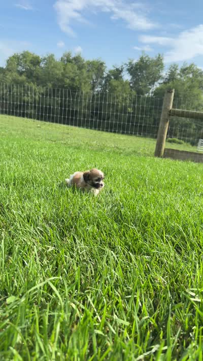 Nora, a female Bichon Frise and Shih Tzu for sale in Beach City, OH – 10 of 10