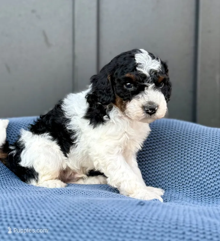 REX – Cavapoo puppy for sale in Beach City, OH