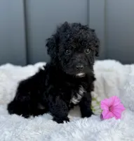 Spencer, a male Miniature Goldendoodle for sale in Beach City, OH – 4 of 10