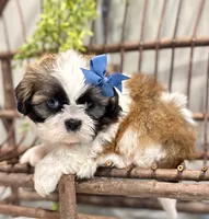 AKC Dallas, a male Shih Tzu for sale in Beach City, OH – 6 of 9