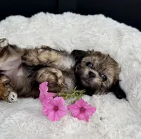 Alaina, a female Bichon Frise and Shih Tzu for sale in Beach City, OH – 8 of 10