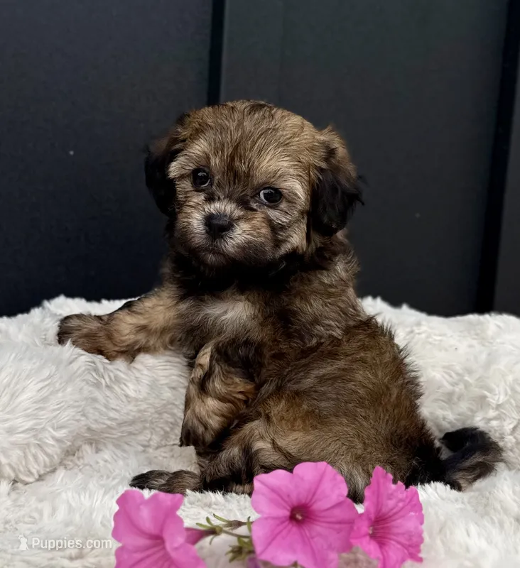 Alaina – Bichon Frise, Shih Tzu puppy for sale in Beach City, OH