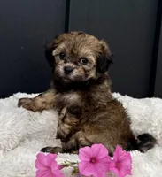 Alaina, a female Bichon Frise and Shih Tzu for sale in Beach City, OH – 1 of 10