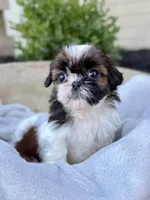 AKC Letti, a female Shih Tzu for sale in Beach City, OH – 5 of 10