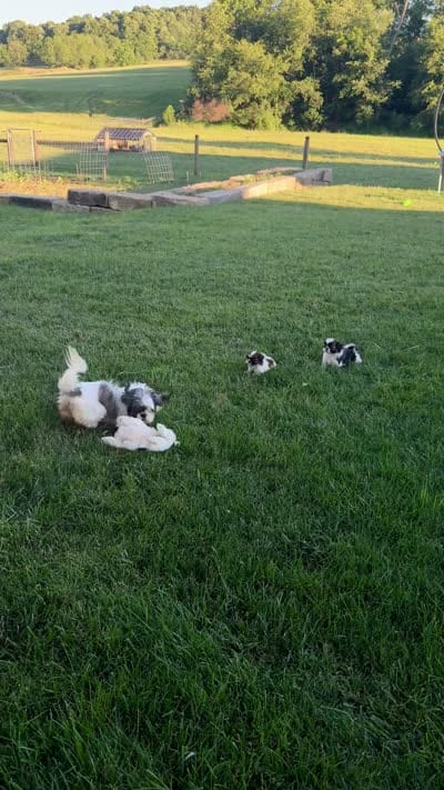 AKC Letti, a female Shih Tzu for sale in Beach City, OH – 10 of 10