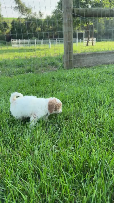 Sophie, a female Miniature Goldendoodle for sale in Beach City, OH – 10 of 10