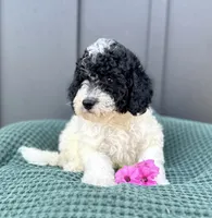 Sailor, a male Miniature Goldendoodle for sale in Beach City, OH – 4 of 9