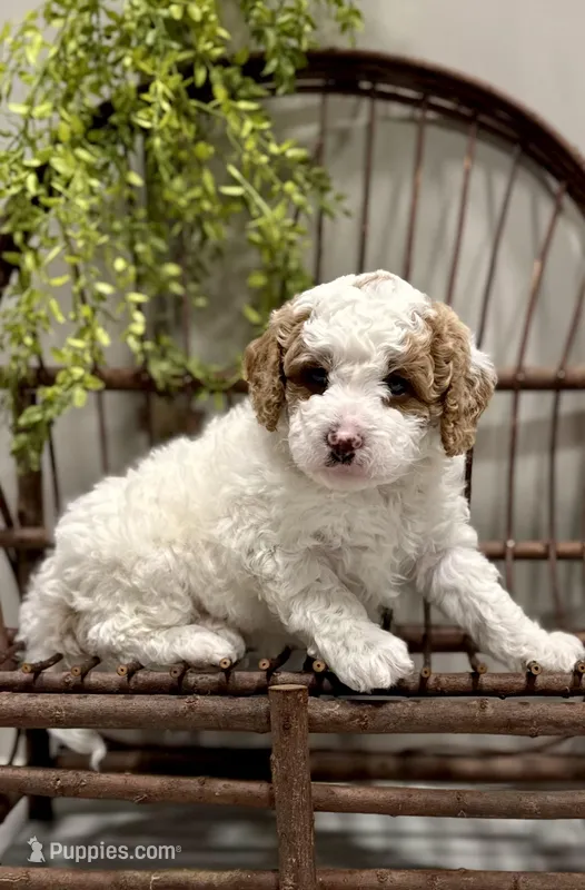 Rex, a male Cavapoo for sale in Beach City, OH – Photo 1 of 8