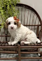 Rex, a male Cavapoo for sale in Beach City, OH – Photo 5 of 8