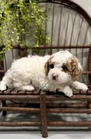Rex, a male Cavapoo for sale in Beach City, OH – Photo 3 of 8