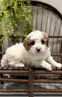 Rex, a male Cavapoo for sale in Beach City, OH – Photo 2 of 8