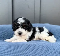 REX, a male Cavapoo for sale in Beach City, OH – 2 of 10