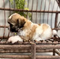 Nora, a female Bichon Frise and Shih Tzu for sale in Beach City, OH – 3 of 10