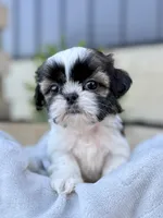 AKC Lyla, a female Shih Tzu for sale in Beach City, OH – 6 of 10