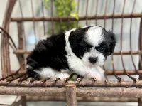 Nella, a female Bichon Frise and Shih Tzu for sale in Beach City, OH – 2 of 10