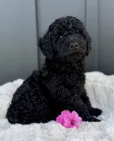 Sammy, a male Miniature Goldendoodle for sale in Beach City, OH – 4 of 9