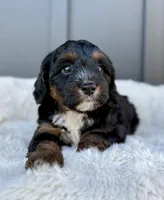 REO, a male Cavapoo for sale in Beach City, OH – 7 of 10