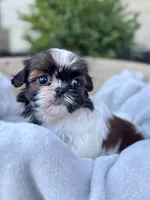 AKC Letti, a female Shih Tzu for sale in Beach City, OH – 7 of 10