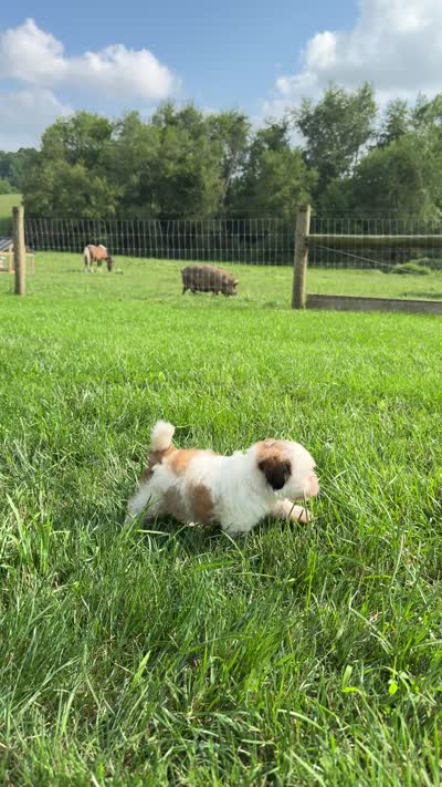 Nancy, a female Bichon Frise and Shih Tzu for sale in Beach City, OH – 8 of 10