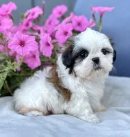 AKC Dixie, a female Shih Tzu for sale in Beach City, OH – 7 of 10