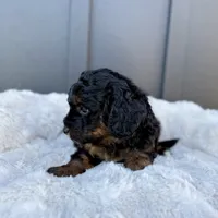 ROXY, a male Cavapoo for sale in Beach City, OH – 6 of 9