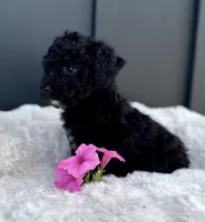 Spencer, a male Miniature Goldendoodle for sale in Beach City, OH – 5 of 10