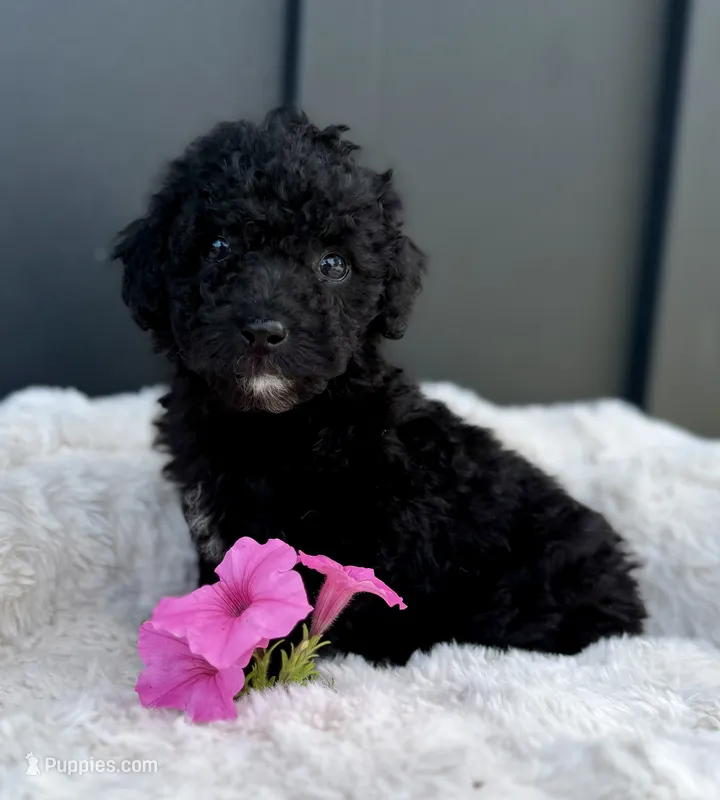 Spencer – Miniature Goldendoodle puppy for sale in Beach City, OH