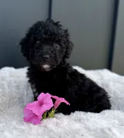 Spencer, a male Miniature Goldendoodle for sale in Beach City, OH – 1 of 10