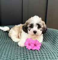 Cody, a male Bichon Frise and Shih Tzu for sale in Beach City, OH – 7 of 9