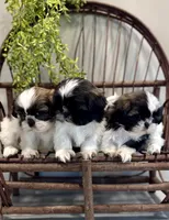 AKC Simon, a male Shih Tzu for sale in Beach City, OH – Photo 8 of 10
