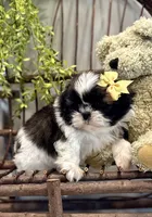 AKC Simon, a male Shih Tzu for sale in Beach City, OH – Photo 2 of 10